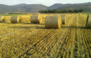 Πρόσκληση-κάλεσμα για συλλογή ζωοτρόφων  για τους πυρόπληκτους κτηνοτρόφους της χώραςαν