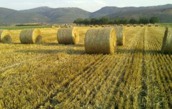 Πρόσκληση-κάλεσμα για συλλογή ζωοτρόφων  για τους πυρόπληκτους κτηνοτρόφους της χώραςαν